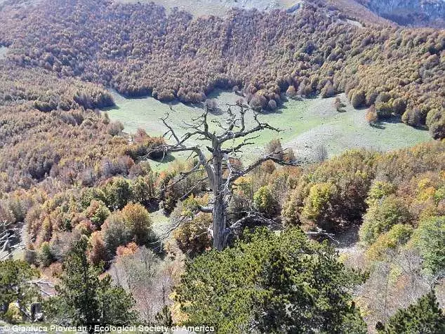 这棵欧洲最古老的树在意大利被发现了